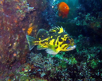 Black & Yellow Rockfish and a Garibaldi in the reef
